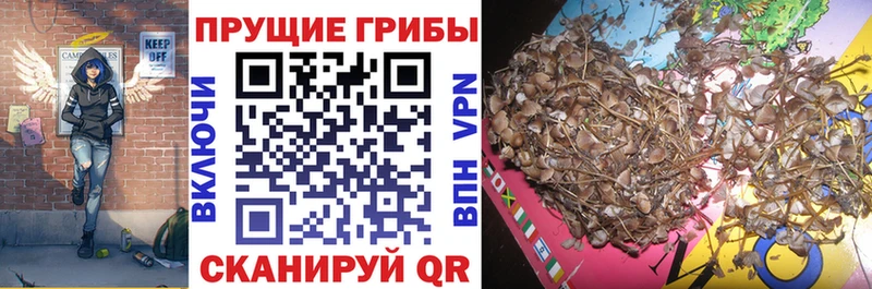 купить   Берёзовский  Галлюциногенные грибы Magic Shrooms 